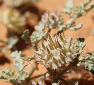 Neurada procumbens fruit
