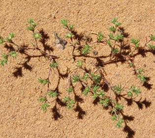 Whole plant