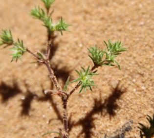 Loeflingia hispanica stem