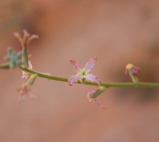 Matthiola longipetala subsp. livida flowers