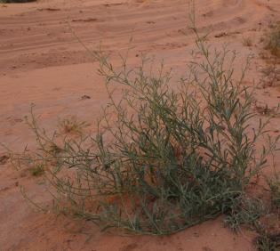 Whole plant