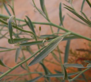 Matthiola longipetala subsp. livida leaves