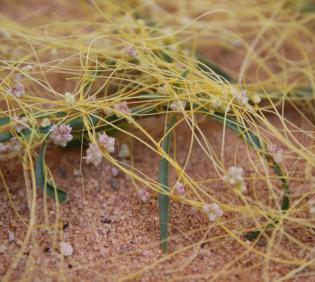 Cuscuta campestris flowers