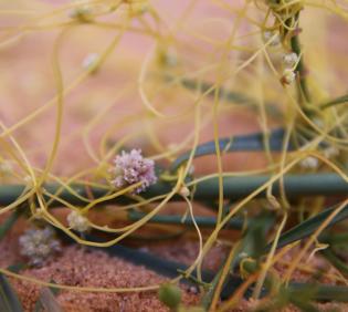 Cuscuta campestris flowers
