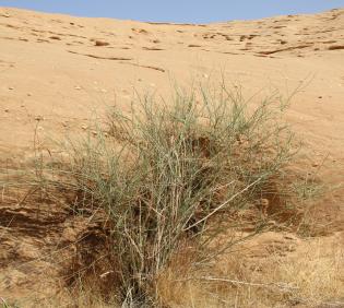 Whole plant