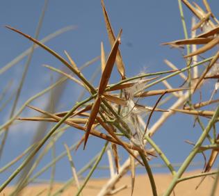 Periploca aphylla fruits