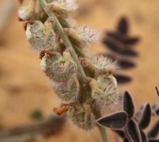 Onobrychis ptolemaica fruits