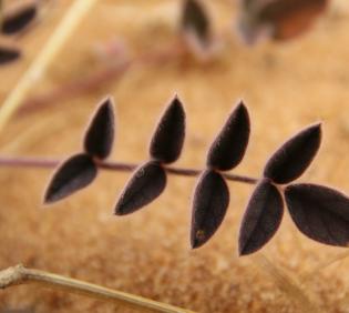 Onobrychis ptolemaica leaf
