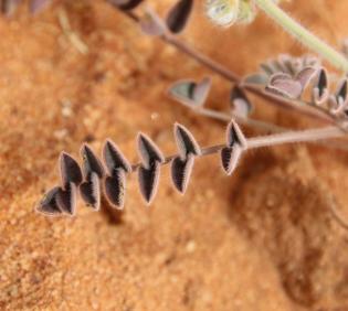 Onobrychis ptolemaica leaf
