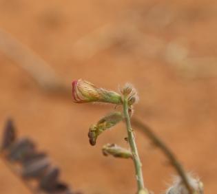 Onobrychis ptolemaica flower