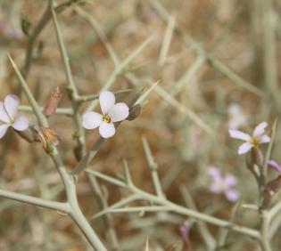Zilla spinosa flowers