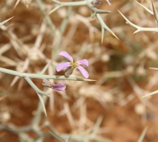 Zilla spinosa flower