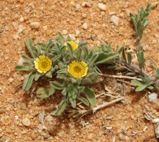 Whole plant