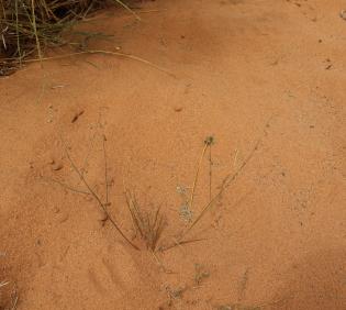 Whole plant