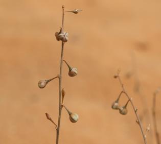 Asphodelus refractus fruits
