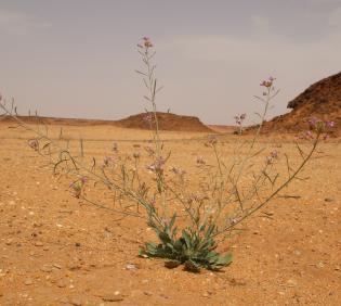 Whole plant