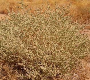 Whole plant