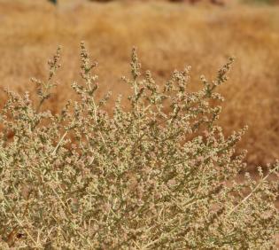 Whole plant with flowers