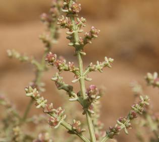 Flowers of Anabasis setifera