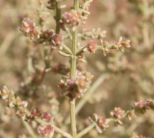 Flowers of Anabasis setifera