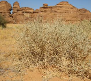 Whole plant