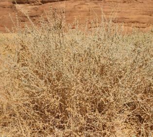 Whole plant