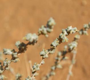 Traganum nudatum flower