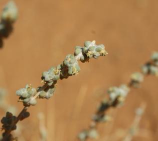Traganum nudatum flowers