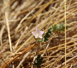 Convolvulus fatmensis flower