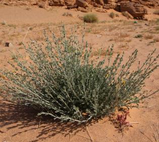 Whole plant