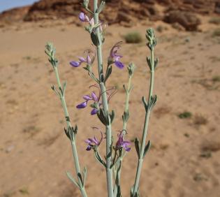 Teucrium oliverianum flowers