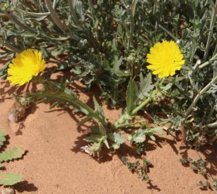 Whole plant