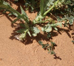 Launaea angustifolia leaves