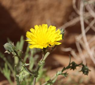 Launaea angustifolia flowers