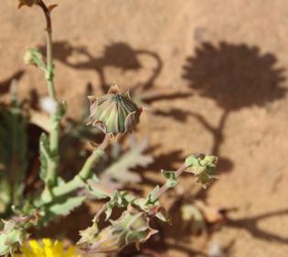 Launaea angustifolia flower/fruit