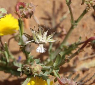 Launaea angustifolia fruits