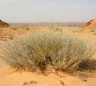 Whole plant