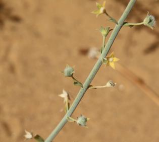 Teucrium oliverianum fruits