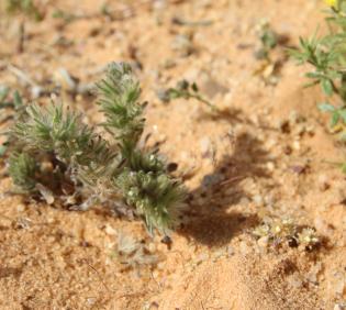 Whole plant