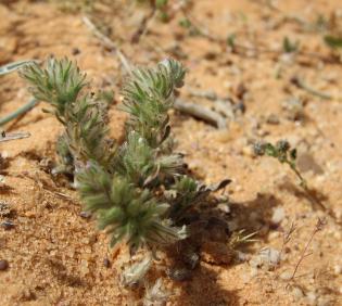 Whole plant