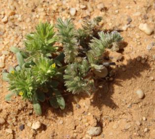 Comparison of Arnebia tinctoria and Arnebia decumbens