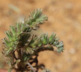 Arnebia tinctoria flower
