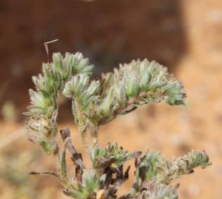 Arnebia tinctoria flower