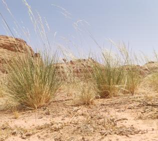 Whole plant