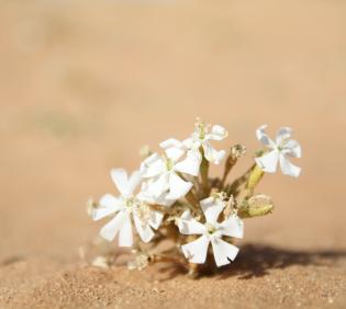 Whole plant