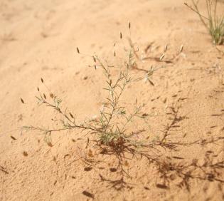 Whole plant