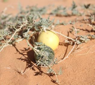 Citrullus colocynthis fruits