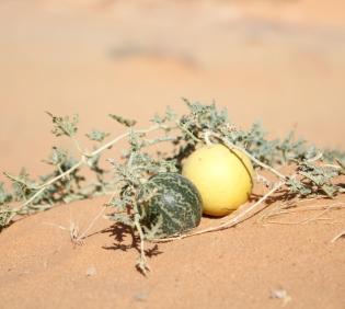 Citrullus colocynthis fruits