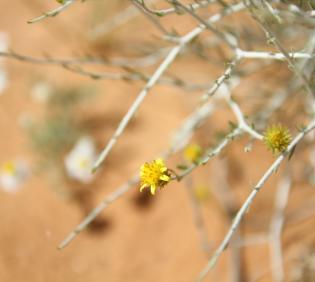 Rhanterium epapposum flower