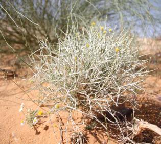 Whole plant
